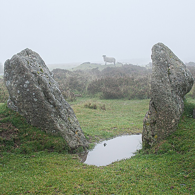 Sheep on Dartmoor - Landscape
