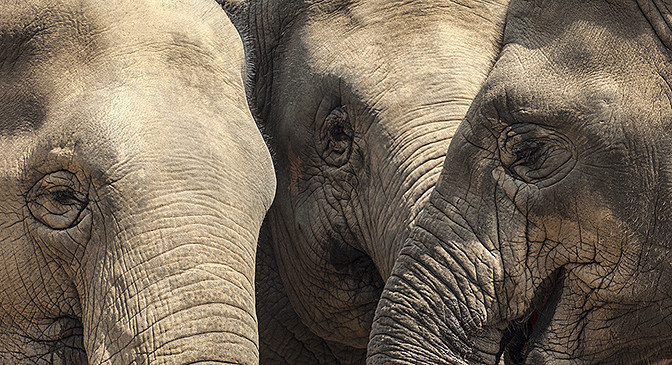 Asian Elephants - Wildlife
