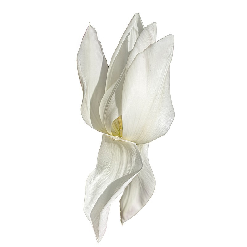 02 - Abstract Flowers