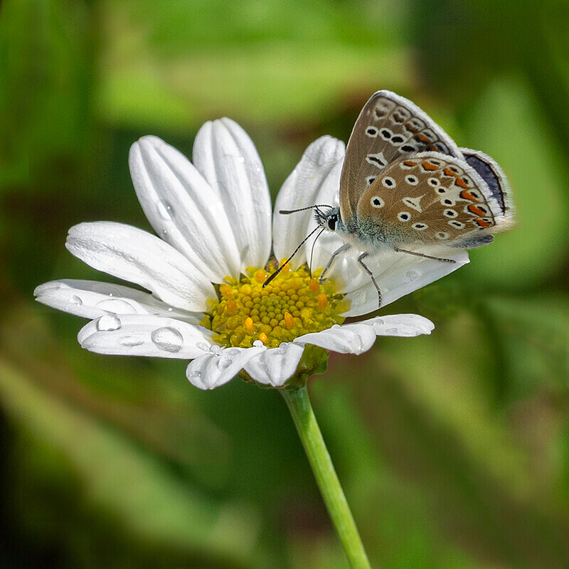 Common Blue Butterfly on Daisy - Recent Work