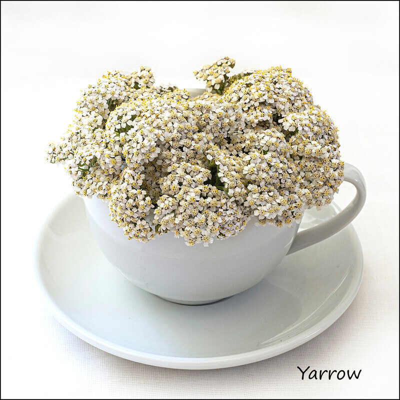 Yarrow - Wild flowers in an cup and saucer