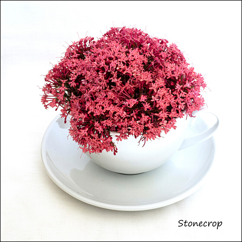 Stonecrop - Wild flowers in an cup and saucer
