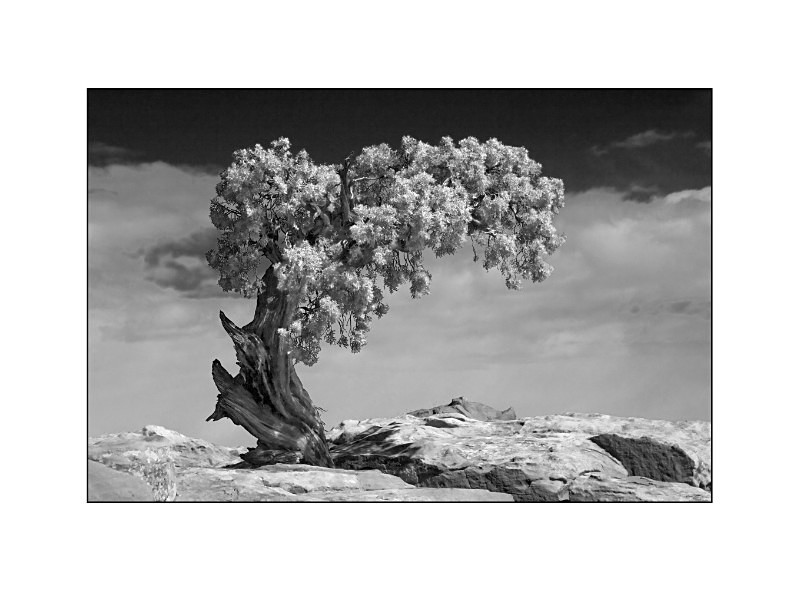 Juniper Tree - Monochrome