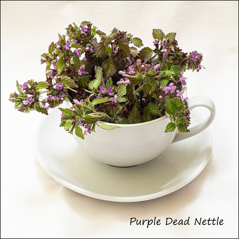 Purple Dead Nettle - Wild flowers in an cup and saucer