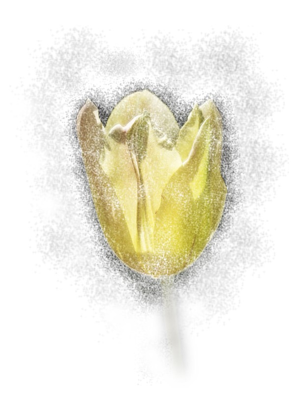 01 - Abstract Flowers