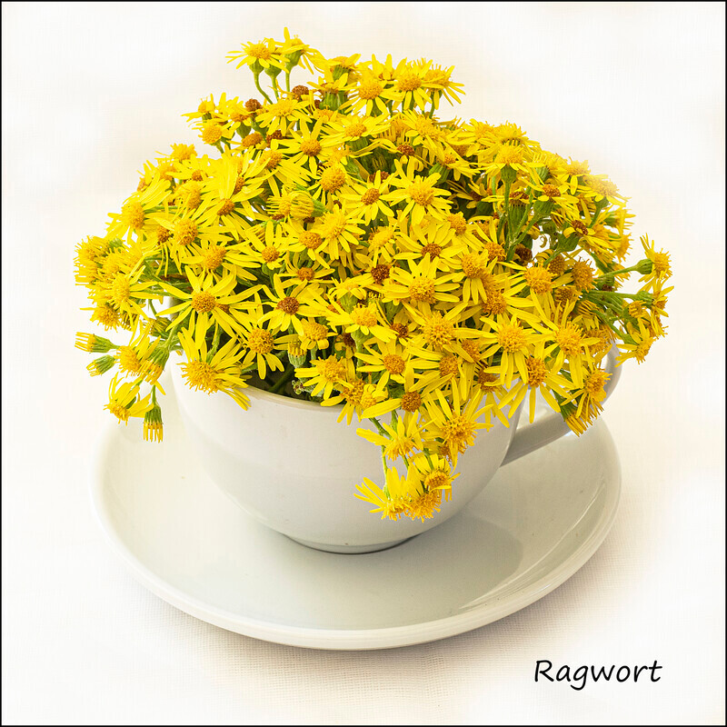 Ragwort - Wild flowers in an cup and saucer