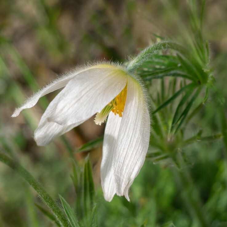 Delicate Bloom - Flora