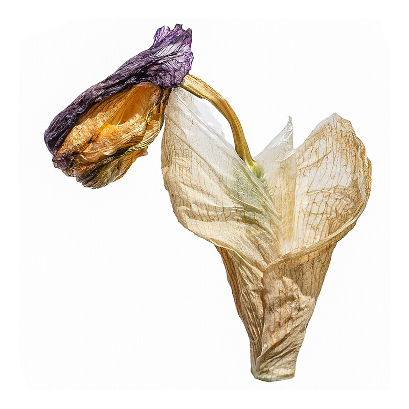 Bearded Iris 02 - Abstract Flowers