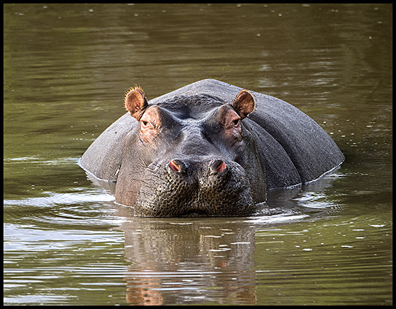 Hippo - Wildlife