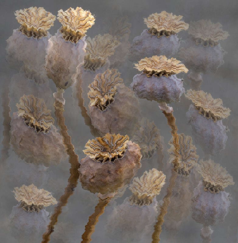 Poppy Hallucinations - Abstract