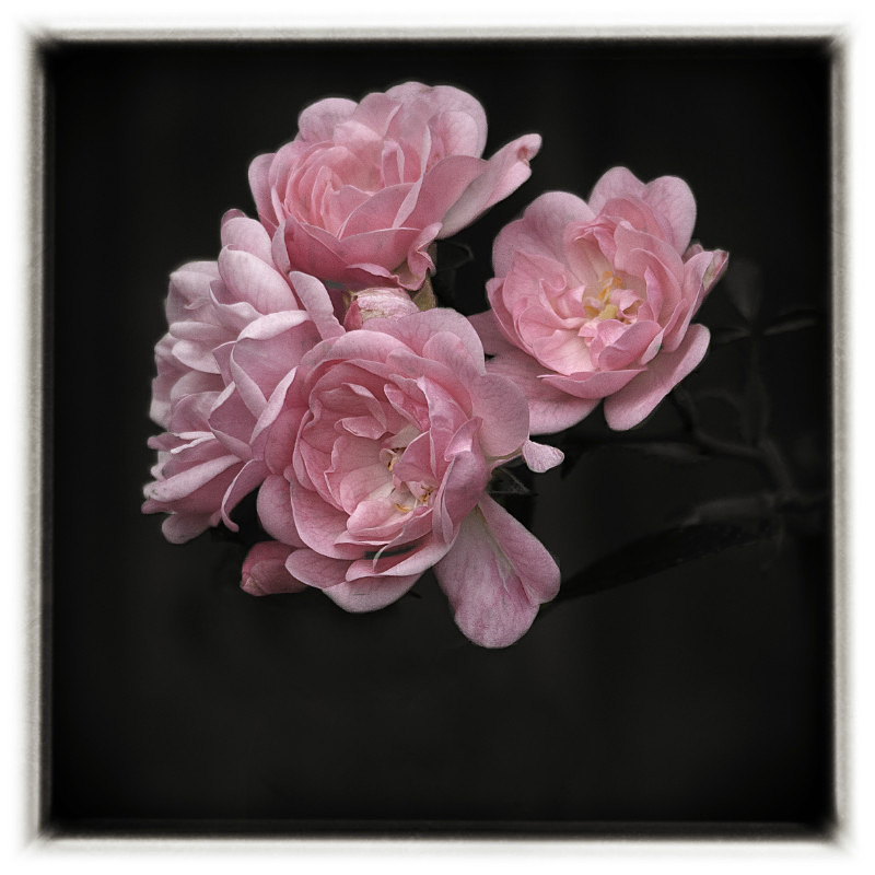Four rose blooms - Flora
