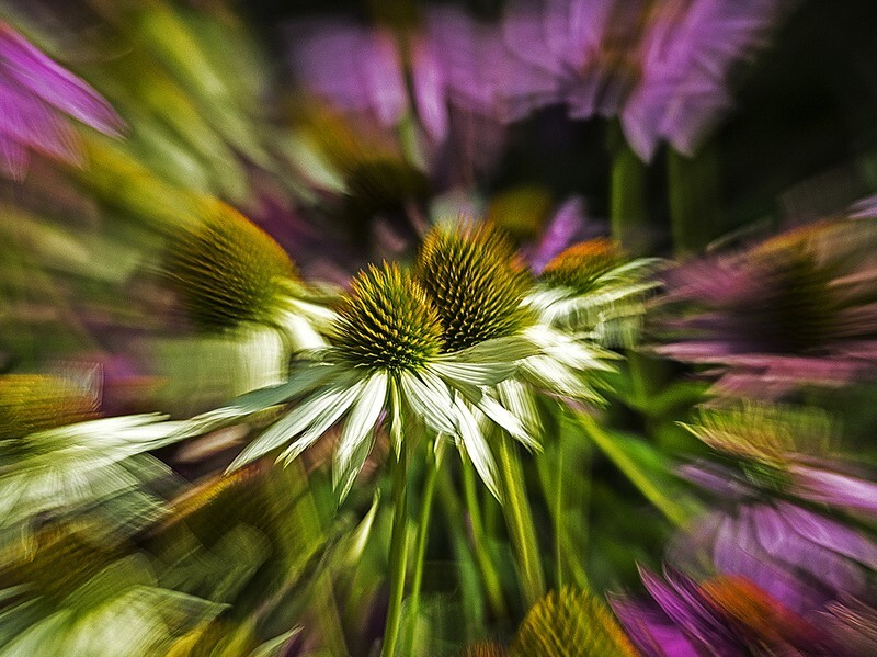 Flower power - Flora