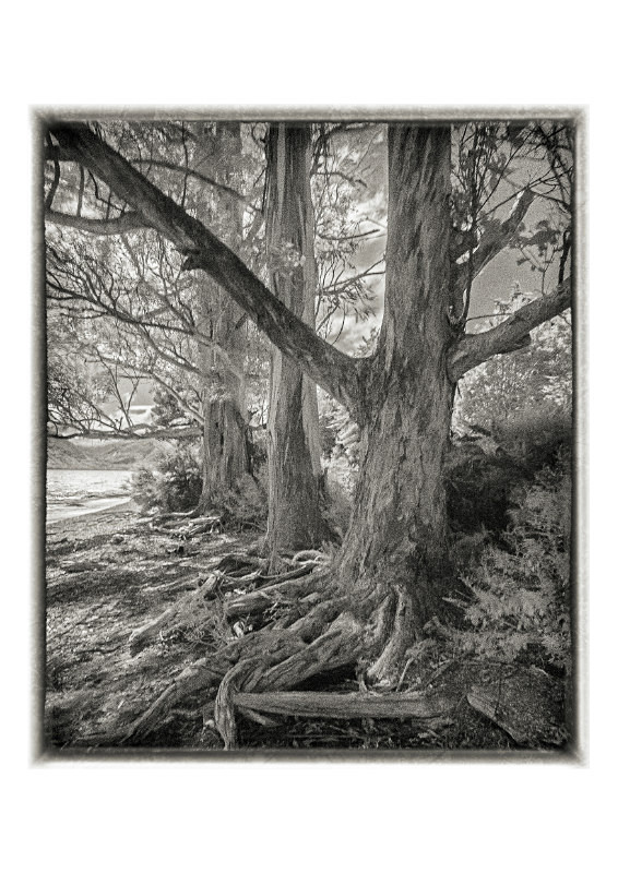 Lakeside trees - Monochrome