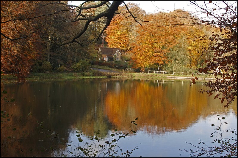 Friday Street Pond - Landscape