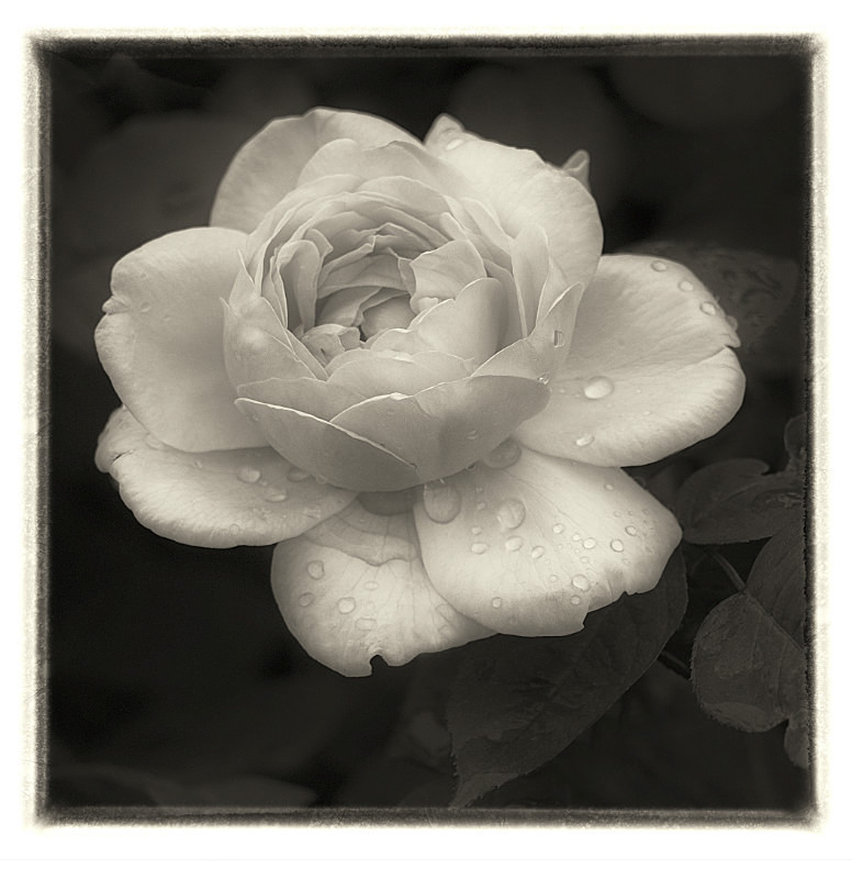 After the rain - Monochrome