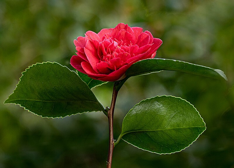 Camellia - Flora