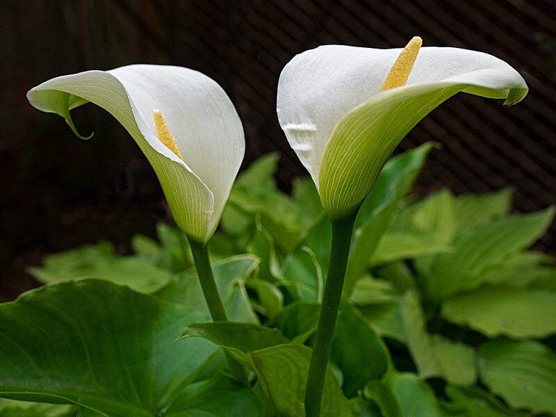 Arum Lilies - Flora
