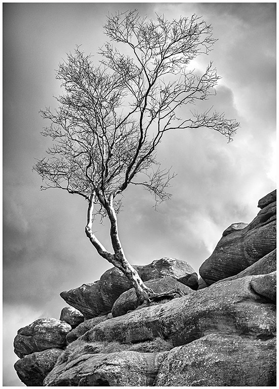 Lone tree Brimham Rocks - Monochrome