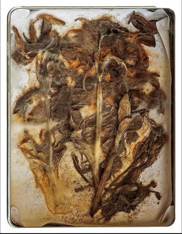 Decaying Tulips in a tin - General