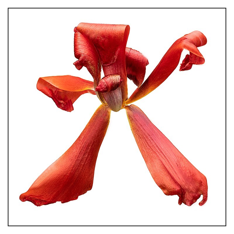 13 Twisted Tulip - Abstract Flowers