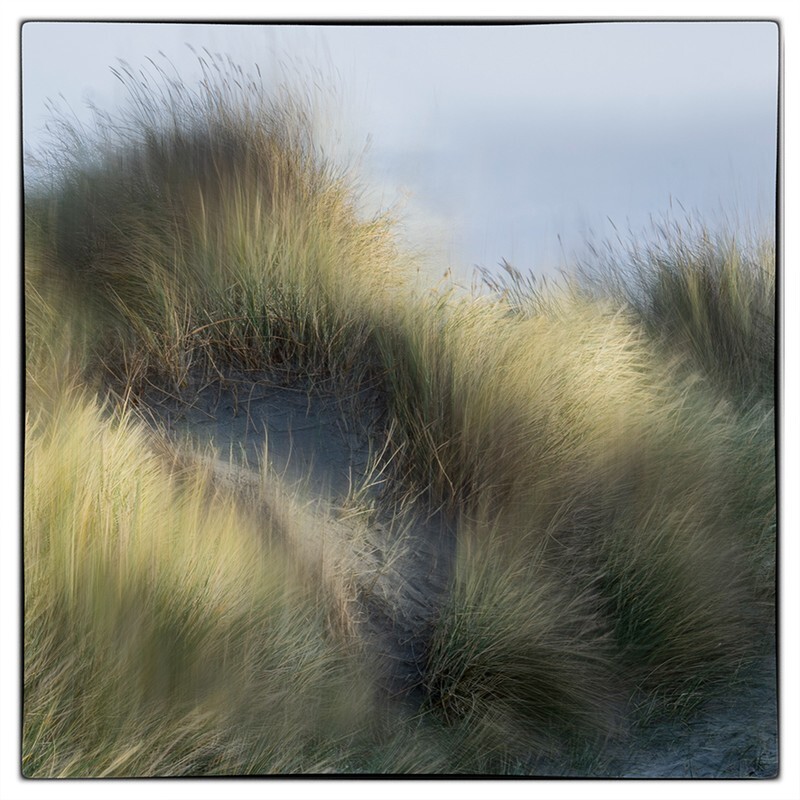 Marron Grass on the dunes - Recent Work