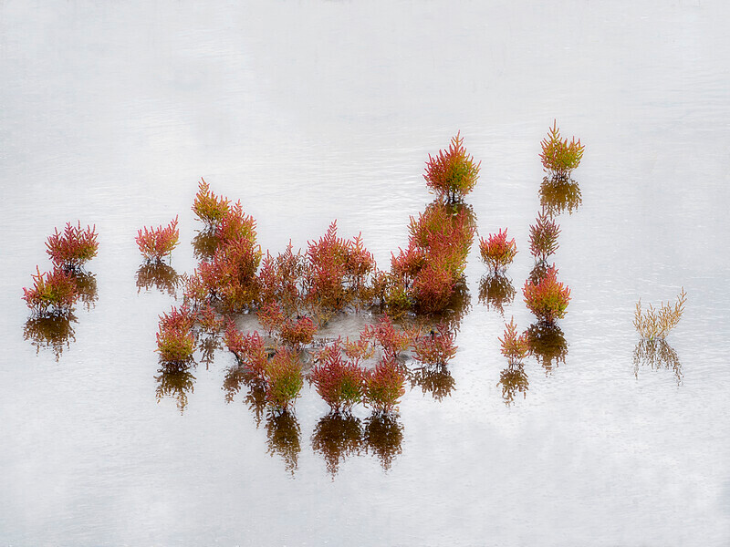 Heather in water - Recent Work