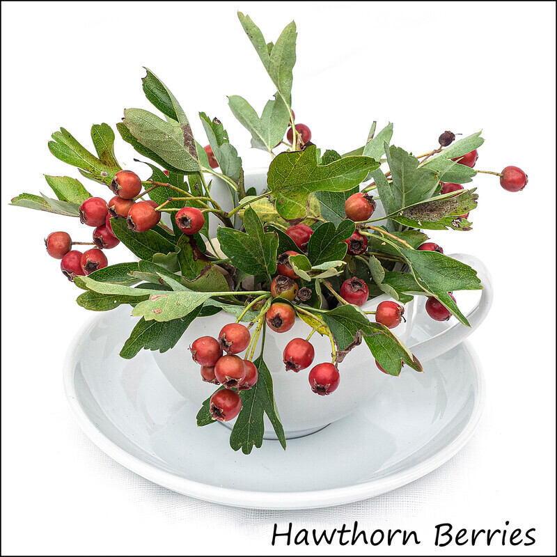 Hawthorn Berries - Wild flowers in an cup and saucer