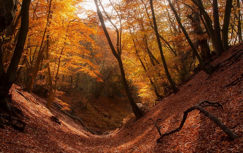Autumn in Jellys Hollow - Landscape