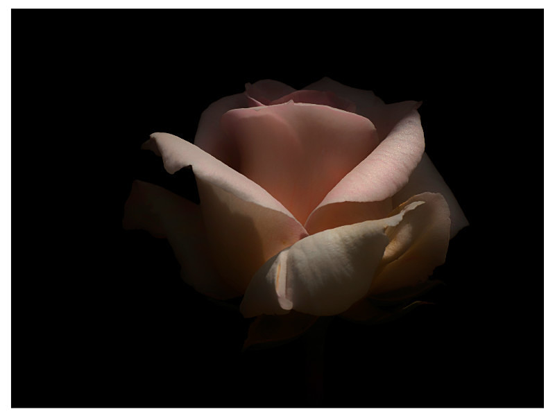 Pink Rose - Flora