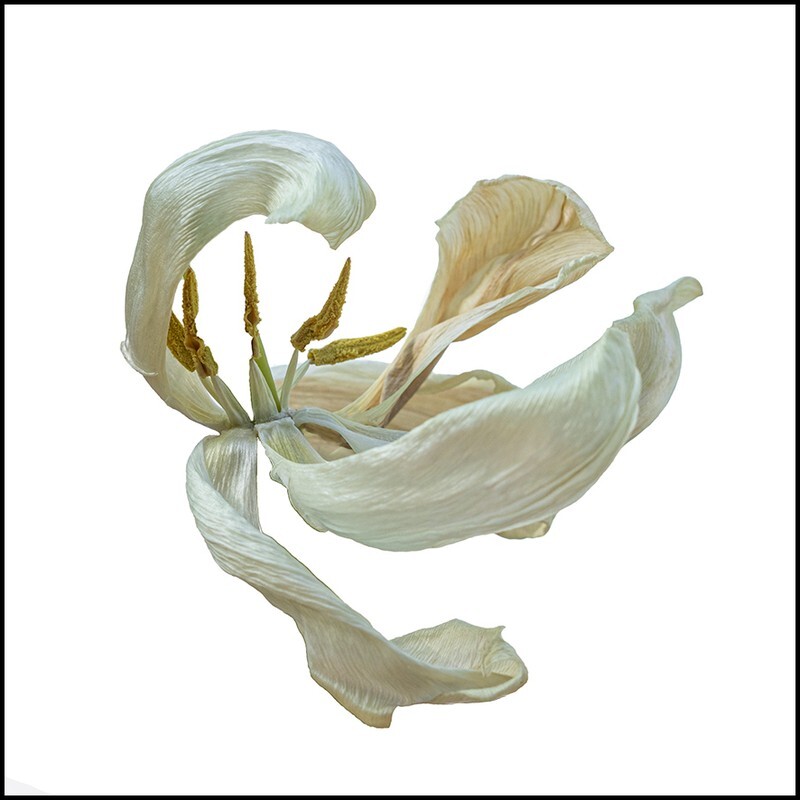 00 This was a tulip - Abstract Flowers