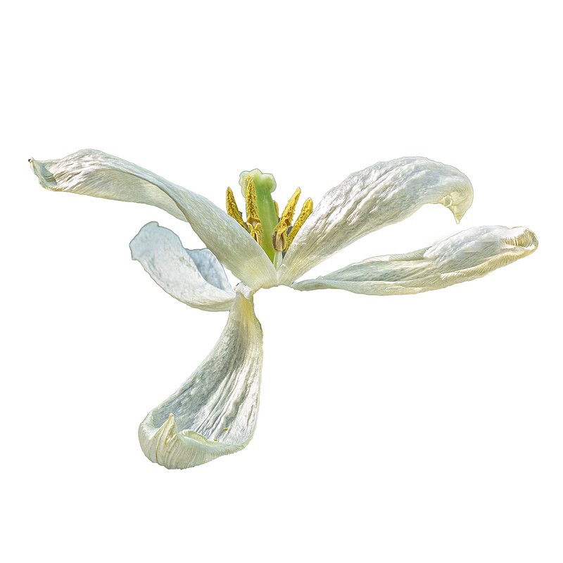 04 - Abstract Flowers