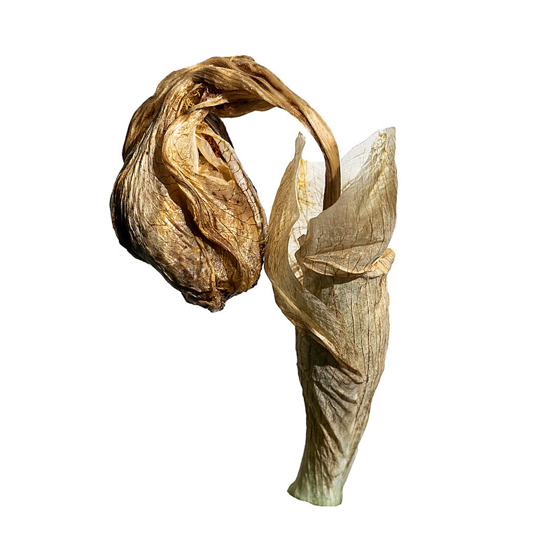 Bearded Iris 05 - Abstract Flowers