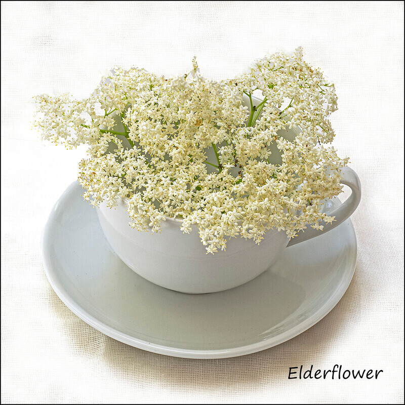 Elderflower - Wild flowers in an cup and saucer