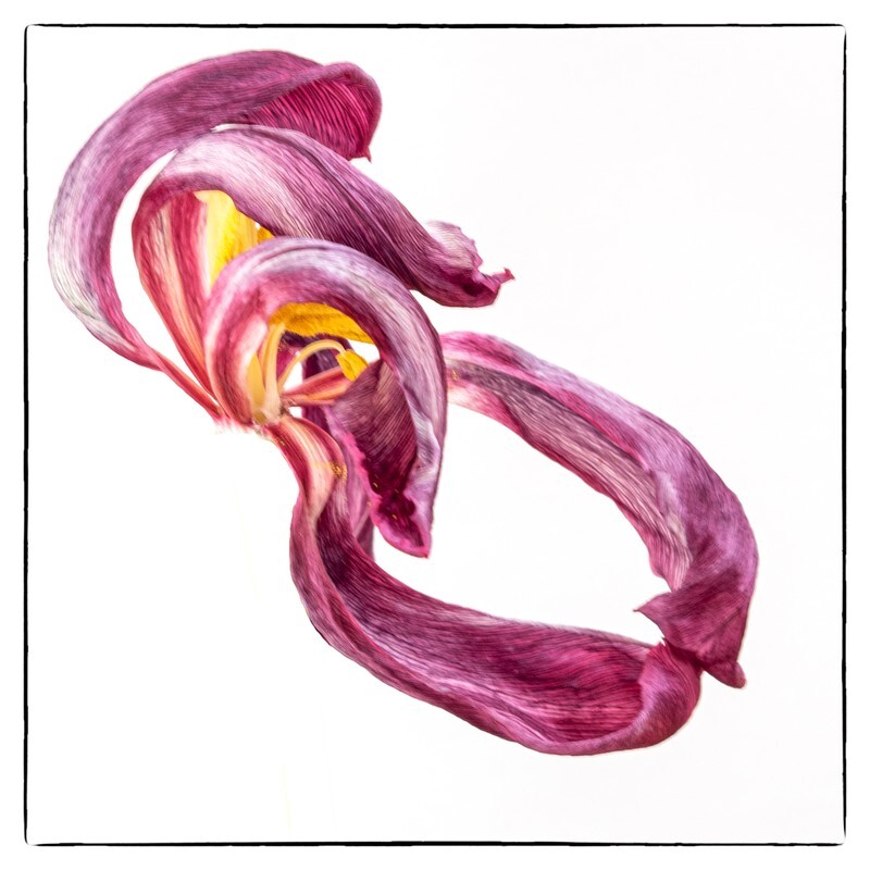 10 - Abstract Flowers