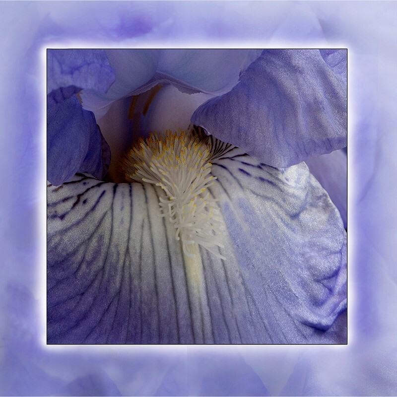 Bearded Iris - Flora