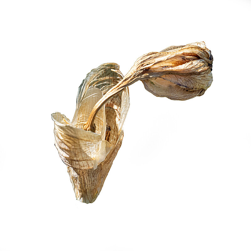 Bearded Iris 04 - Abstract Flowers