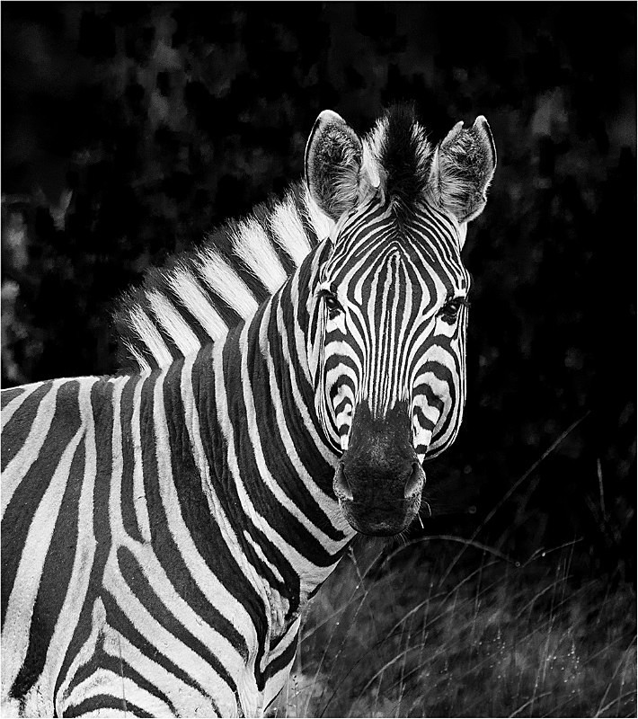 Zebra - Wildlife