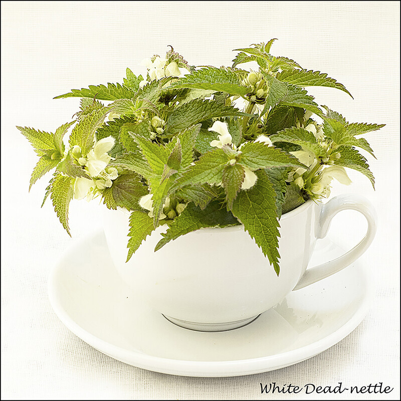 White Dead-nettle - Wild flowers in an cup and saucer
