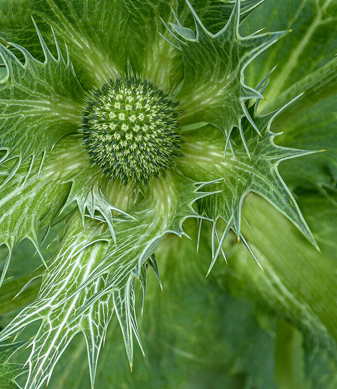 Thistle head - Recent Work