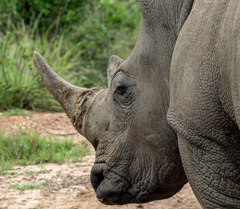White Rhinoceros - Wildlife
