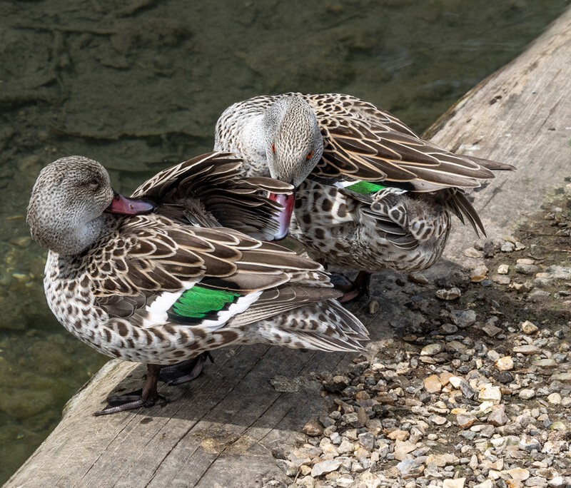 Can you scratch it just there - Wildlife