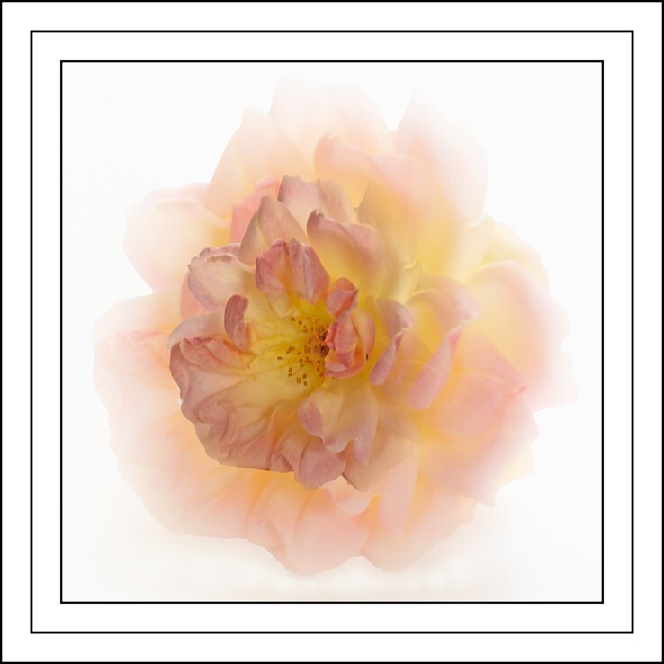 A Rose called Phyllis - Abstract