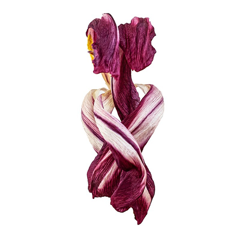 16 - Abstract Flowers