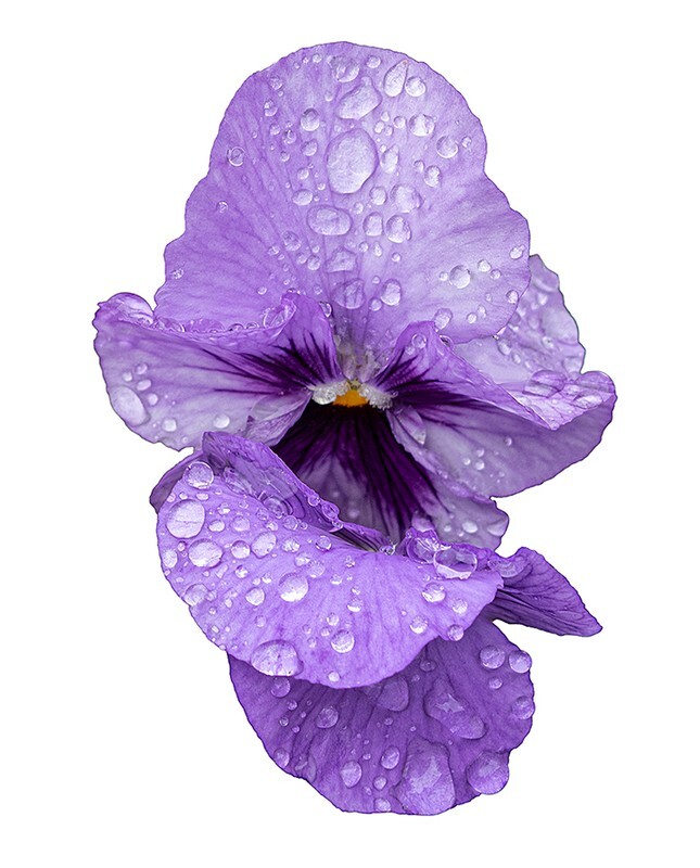 Pansies in the rain - Flora