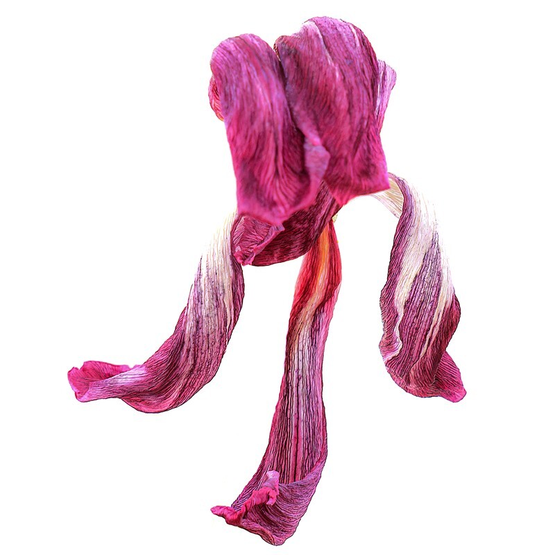 11 - Abstract Flowers