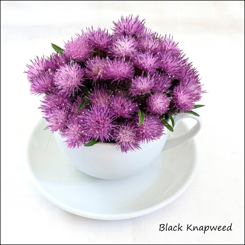 Black Knapweed - Wild flowers in an cup and saucer