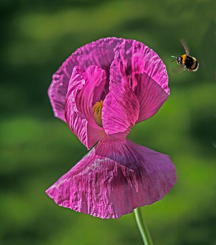 Bee and poppy - Recent Work