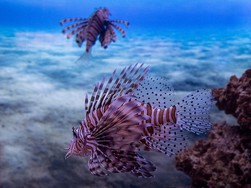 Red Lion fish - Wildlife