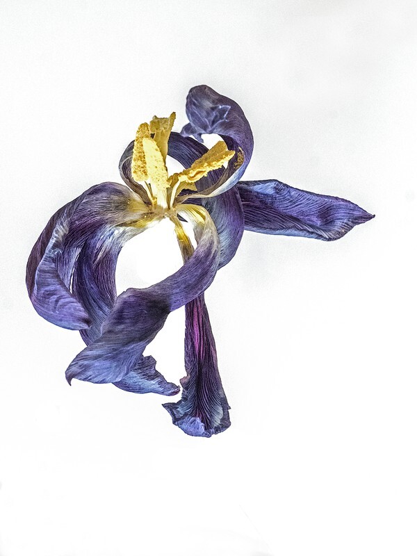 18 - Abstract Flowers