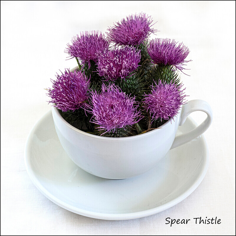 Spear Thistle - Wild flowers in an cup and saucer